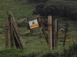 Warning Bull in Field